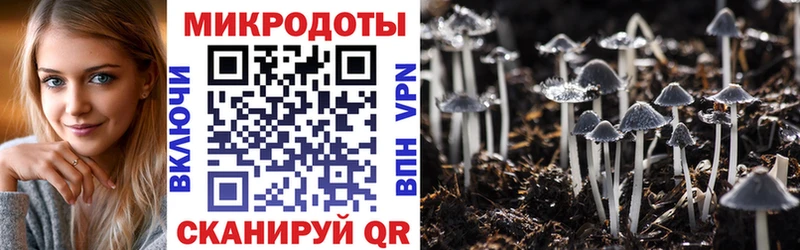 Псилоцибиновые грибы Cubensis  Моздок 