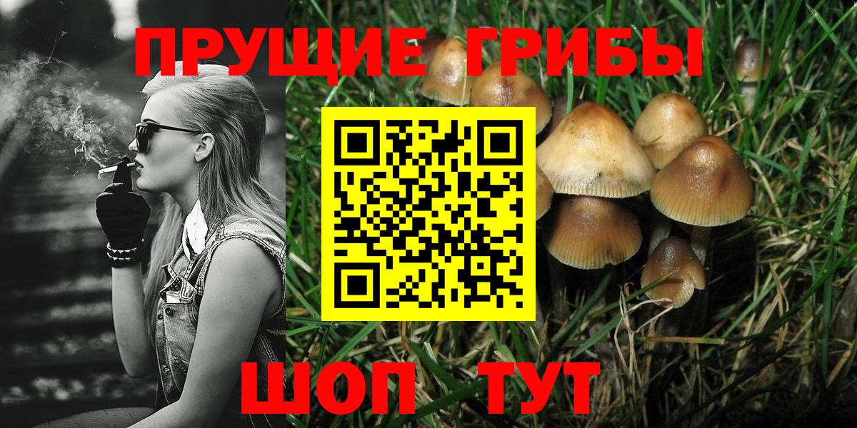Псилоцибиновые грибы Psilocybe Моздок